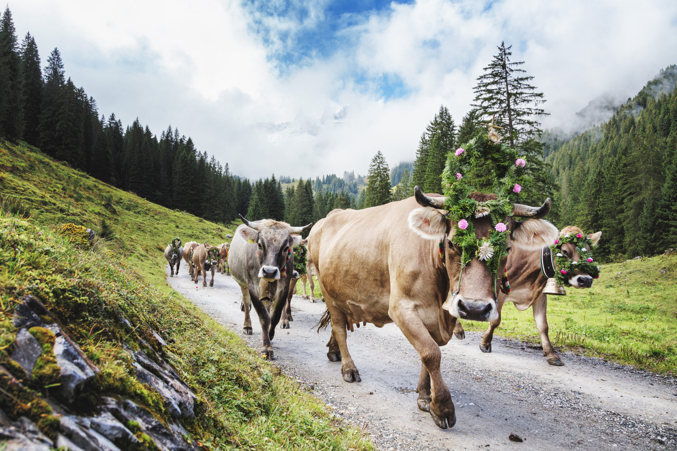 437. GF - Almabtrieb in Tirol